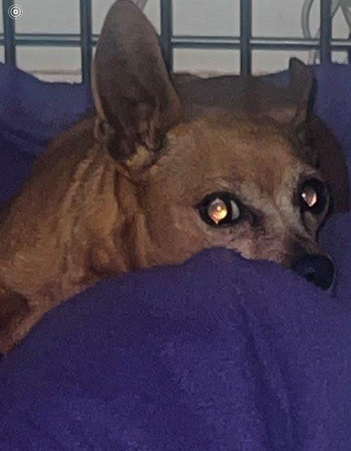 Enlarge Lily & Scarlett, a Adoptable Miniature Pinscher in Los Angeles, CA image 2/5