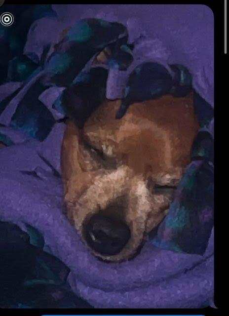 Enlarge Lily & Scarlett, a Adoptable Miniature Pinscher in Los Angeles, CA image 3/5