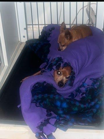 Enlarge Lily & Scarlett, a Adoptable Miniature Pinscher in Los Angeles, CA image 4/5