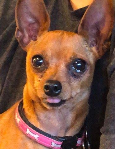 Enlarge Lily & Scarlett, a Adoptable Miniature Pinscher in Los Angeles, CA image 5/5