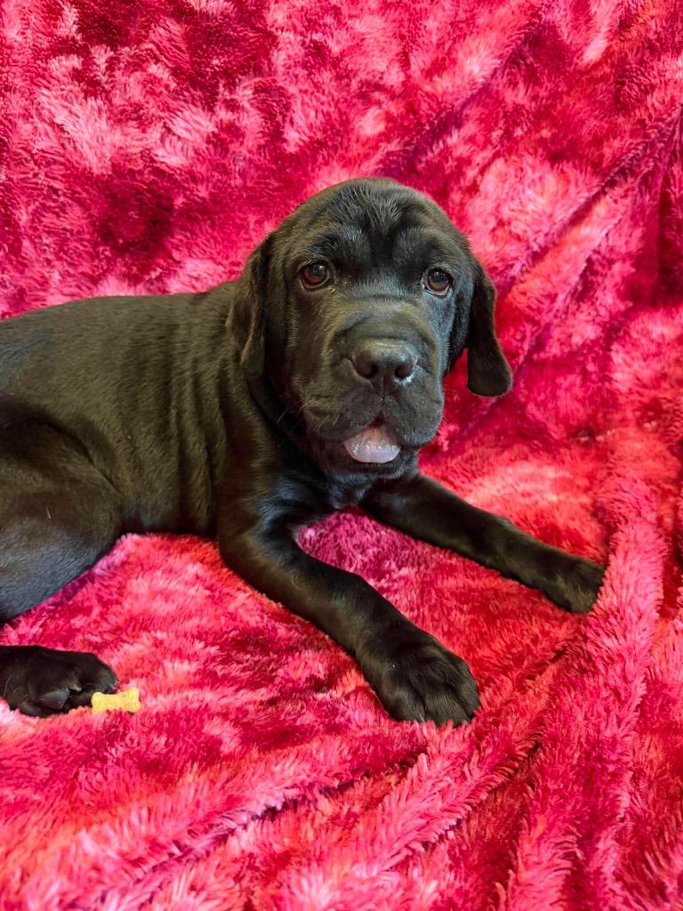 Cinnamon, a Adoptable Mixed Breed in Lagrange, IN image 2/3