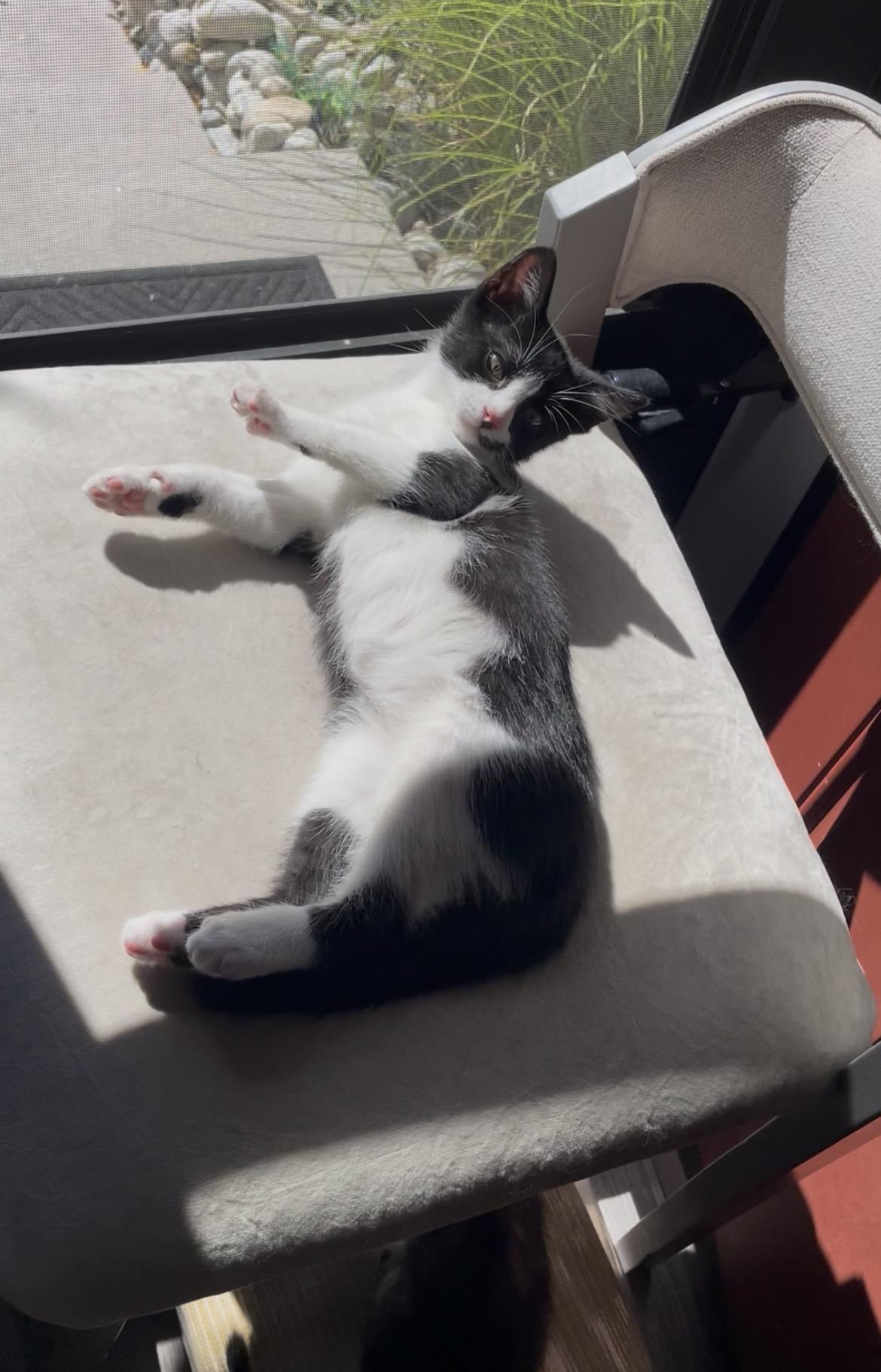Damion, Adoptable, Kitten Male Domestic Short Hair.