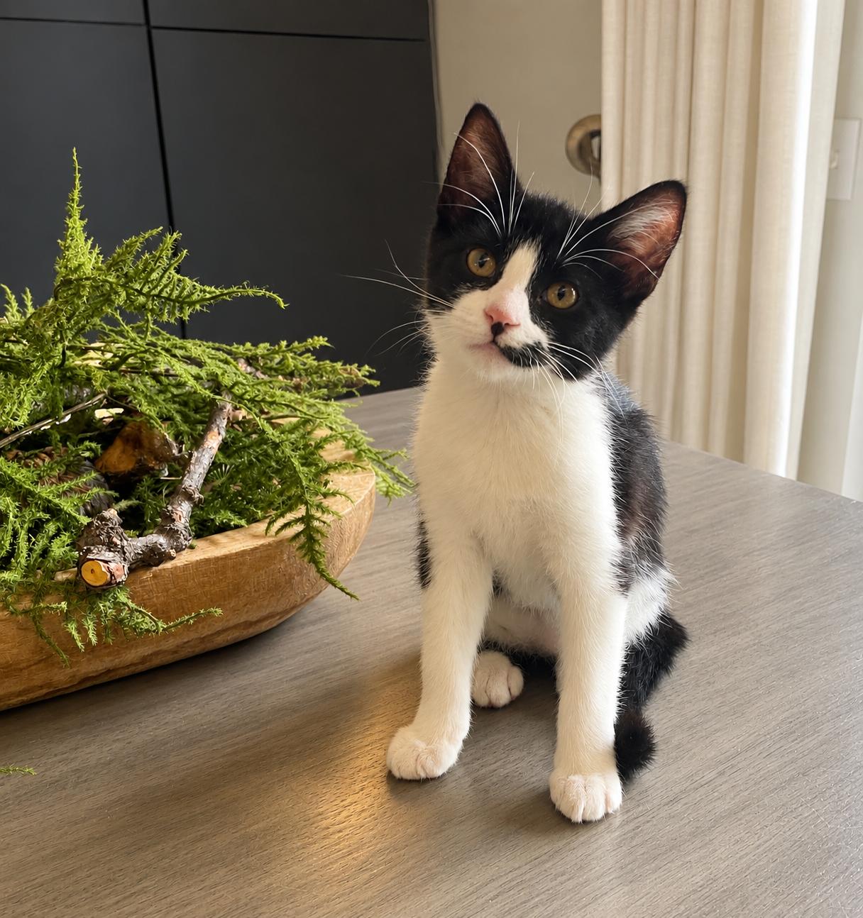 Enlarge Damion, a Adoptable Domestic Short Hair in Denver, CO image 4/6