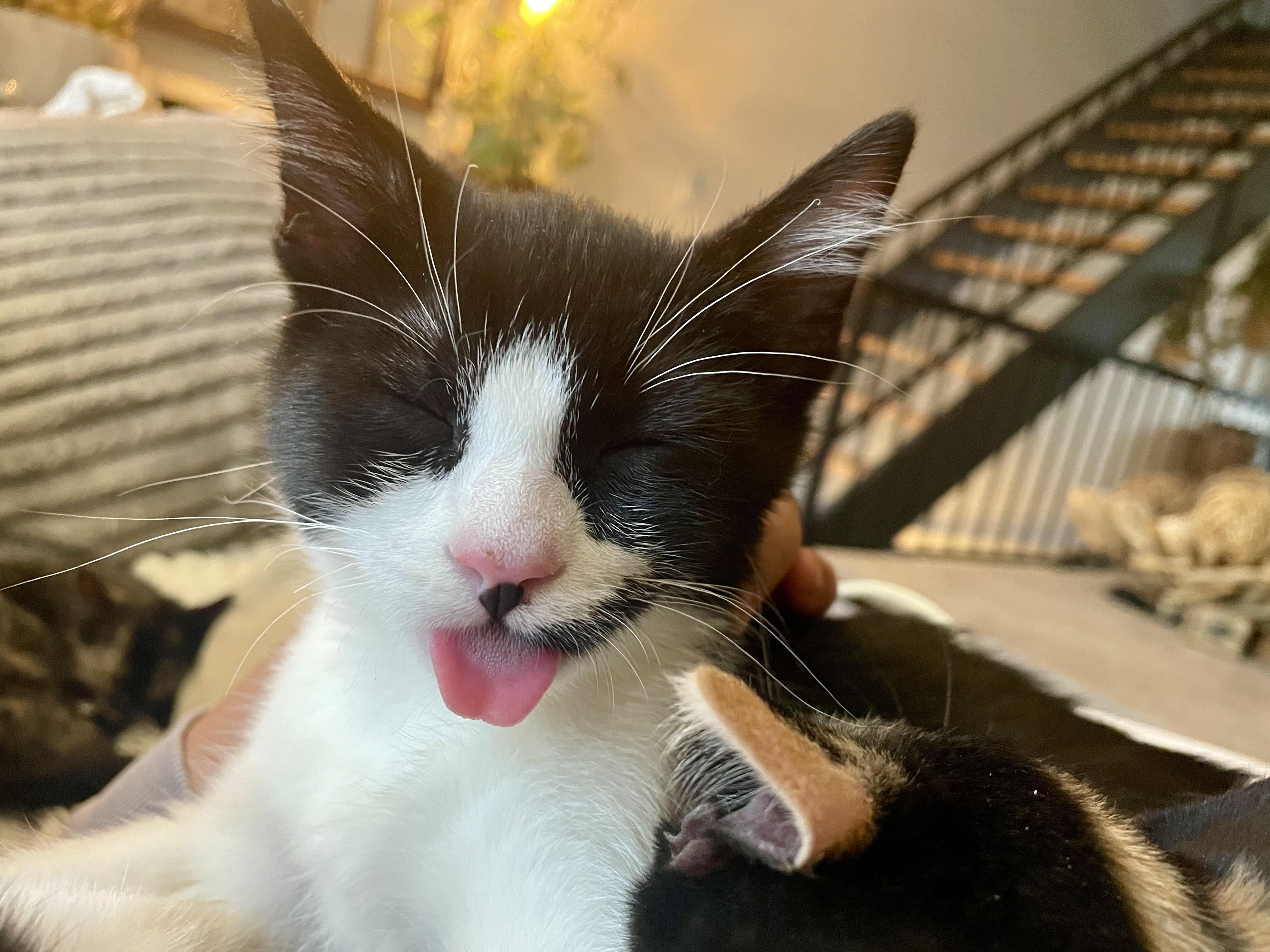 Enlarge Damion, a Adoptable Domestic Short Hair in Denver, CO image 6/6