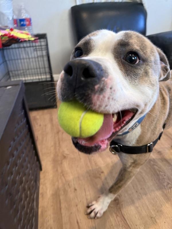 Ash, Adoptable, Adult Male Pit Bull Terrier.