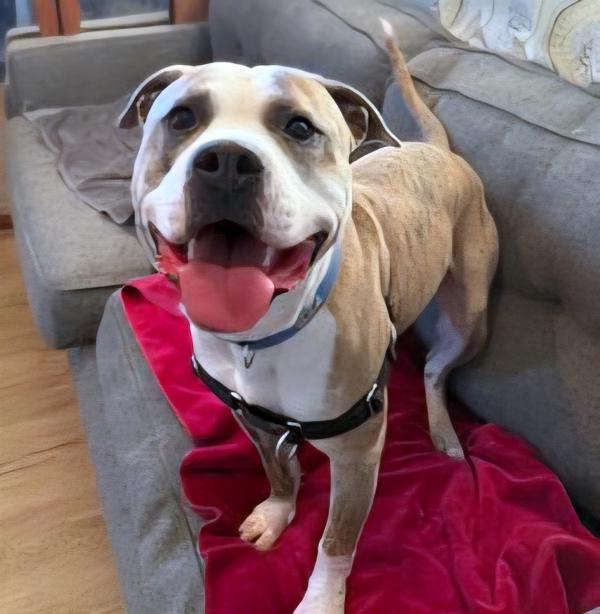 Ash, a Adoptable mixed breed in Austin, TX image 2/6