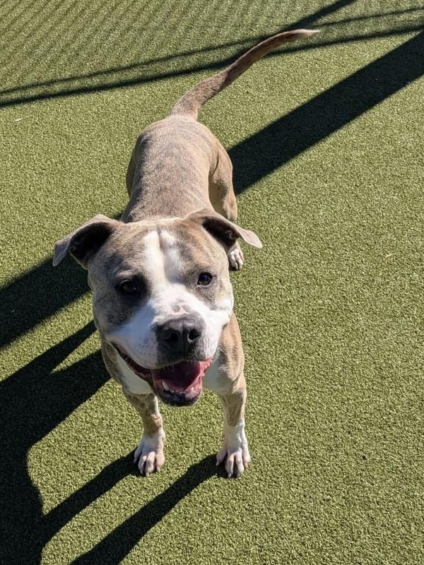 Ash, a Adoptable mixed breed in Austin, TX image 3/6