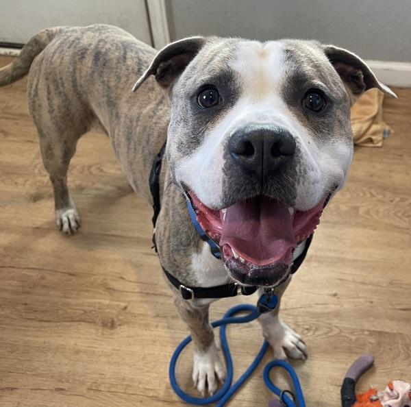 Ash, a Adoptable mixed breed in Austin, TX image 4/6