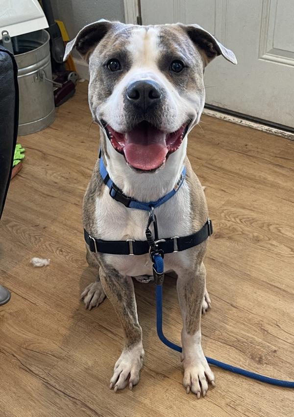 Ash, a Adoptable mixed breed in Austin, TX image 5/6