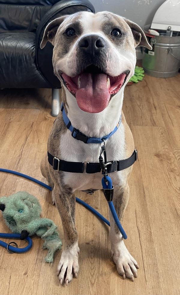 Ash, a Adoptable mixed breed in Austin, TX image 6/6