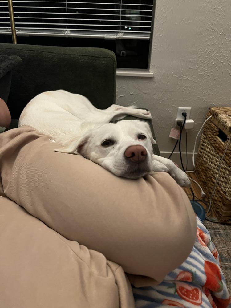 Haileyville / Thea / Zoey, Adoptable, Adult Female Labrador Retriever.