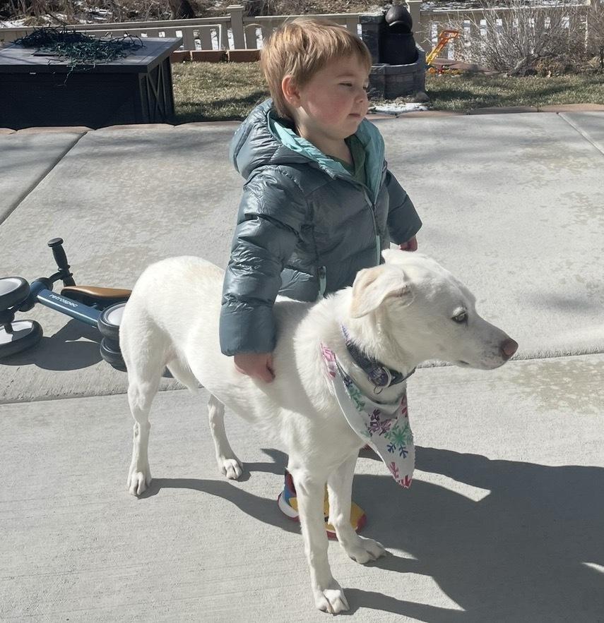 Enlarge Haileyville / Thea / Zoey, a Adoptable mixed breed in Broomfield, CO image 2/4