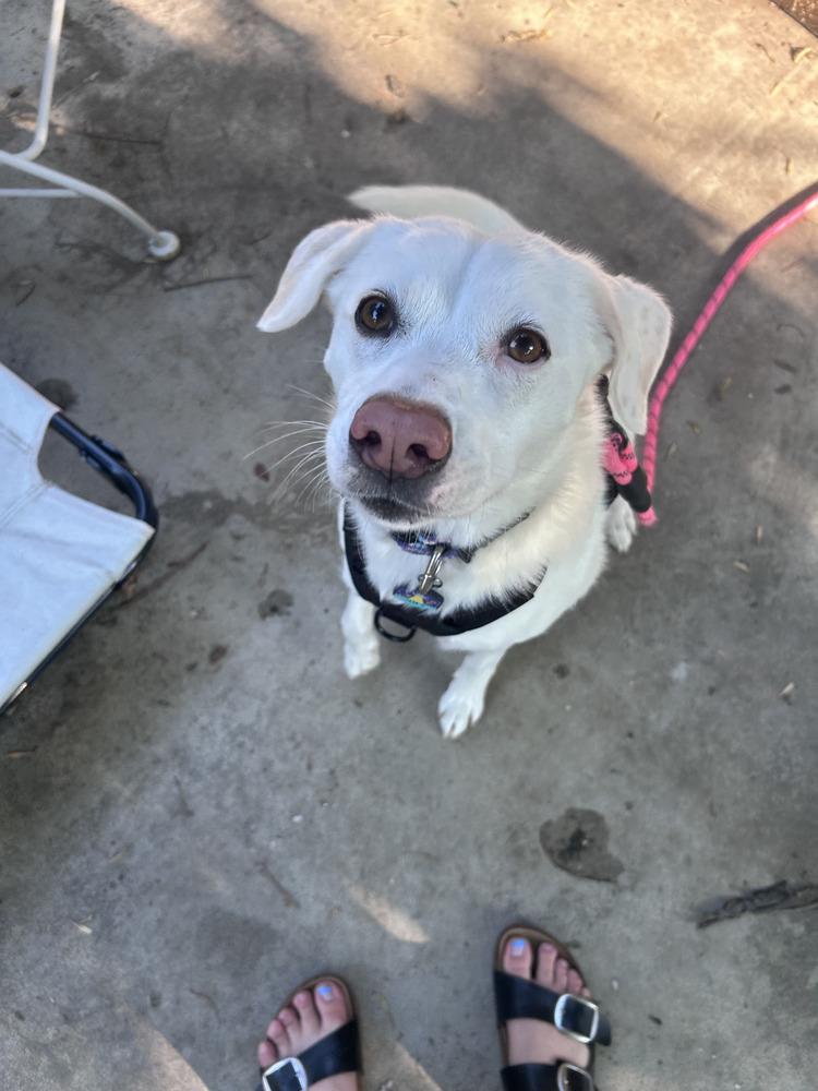 Enlarge Haileyville / Thea / Zoey, a Adoptable mixed breed in Broomfield, CO image 2/6