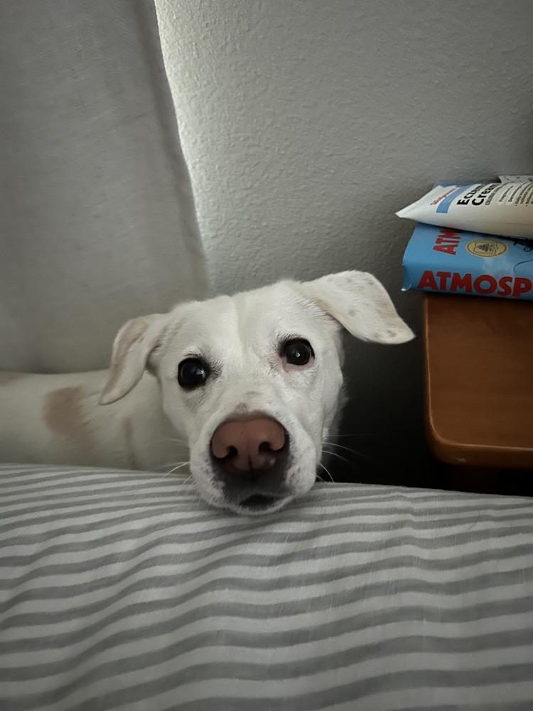 Enlarge Haileyville / Thea / Zoey, a Adoptable mixed breed in Broomfield, CO image 3/6