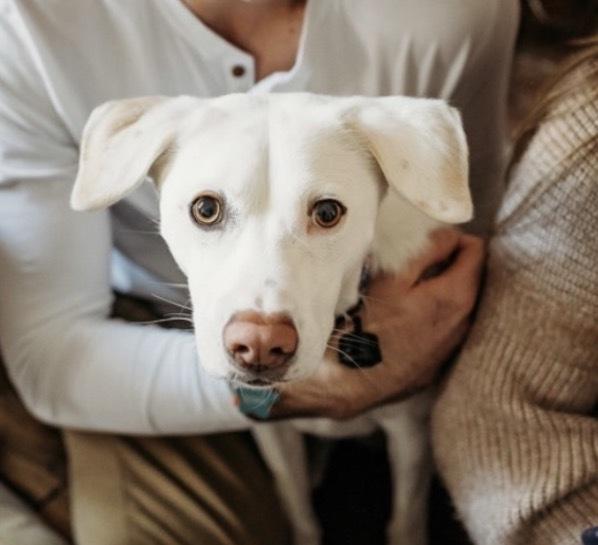 Enlarge Haileyville / Thea / Zoey, a Adoptable mixed breed in Broomfield, CO image 3/4