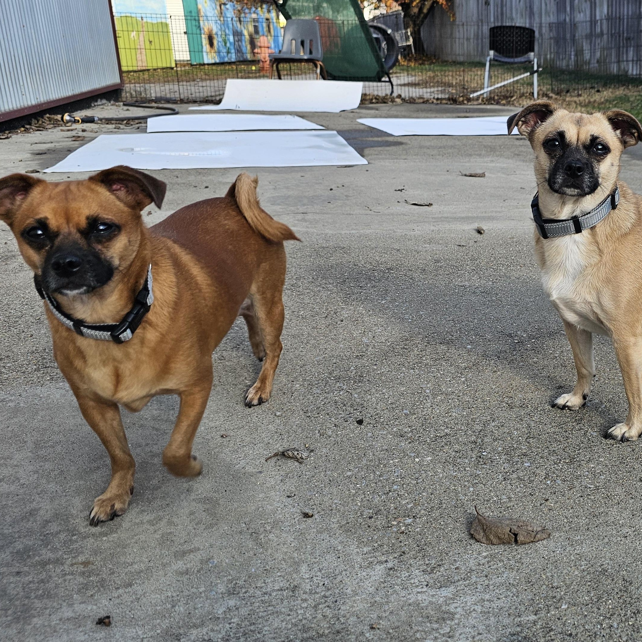 Enlarge Lucy & Ethel, an adoptable Chiweenie in Lexington, KY image 1/5