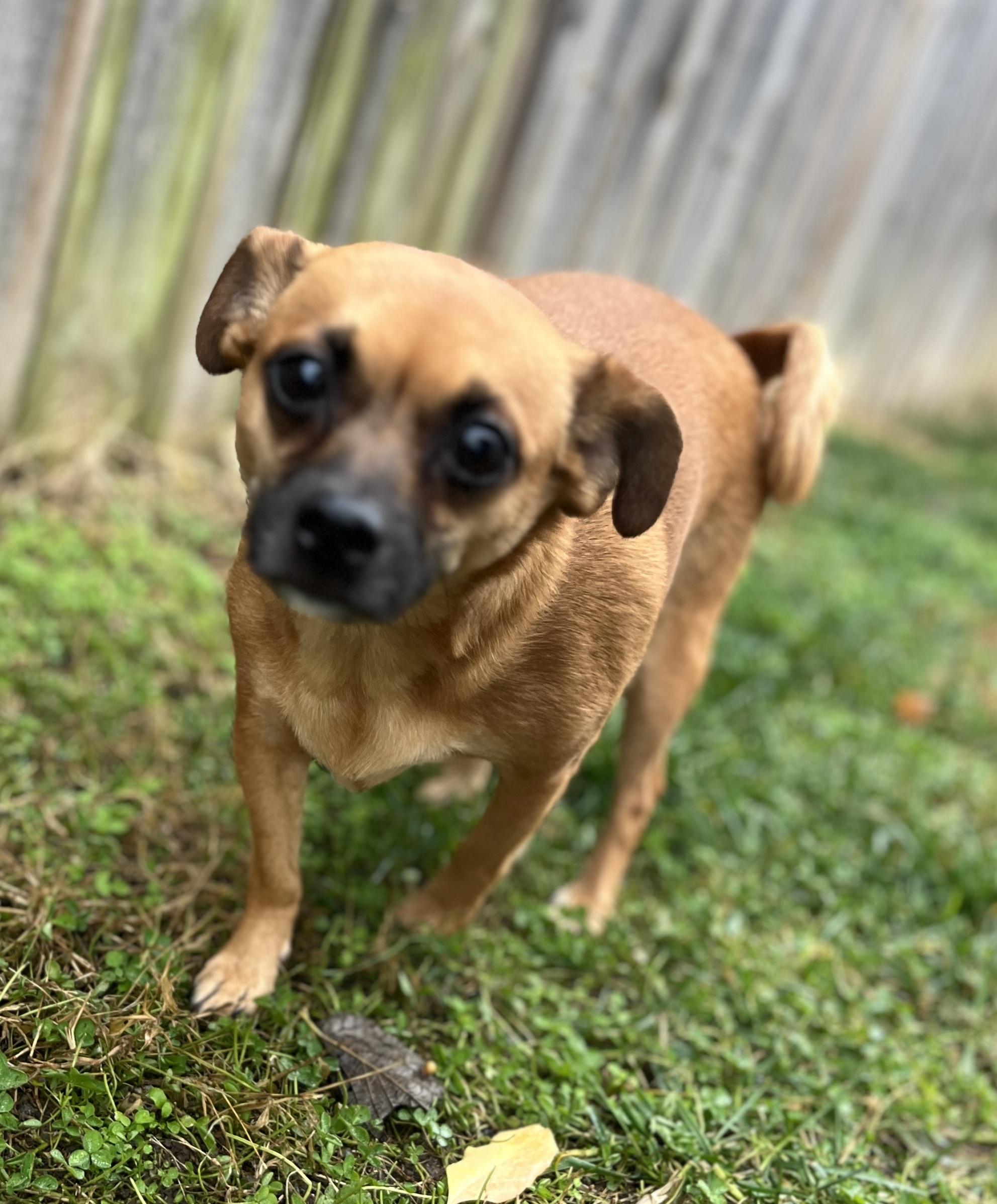 Enlarge Lucy & Ethel, an adoptable Chiweenie in Lexington, KY image 3/5