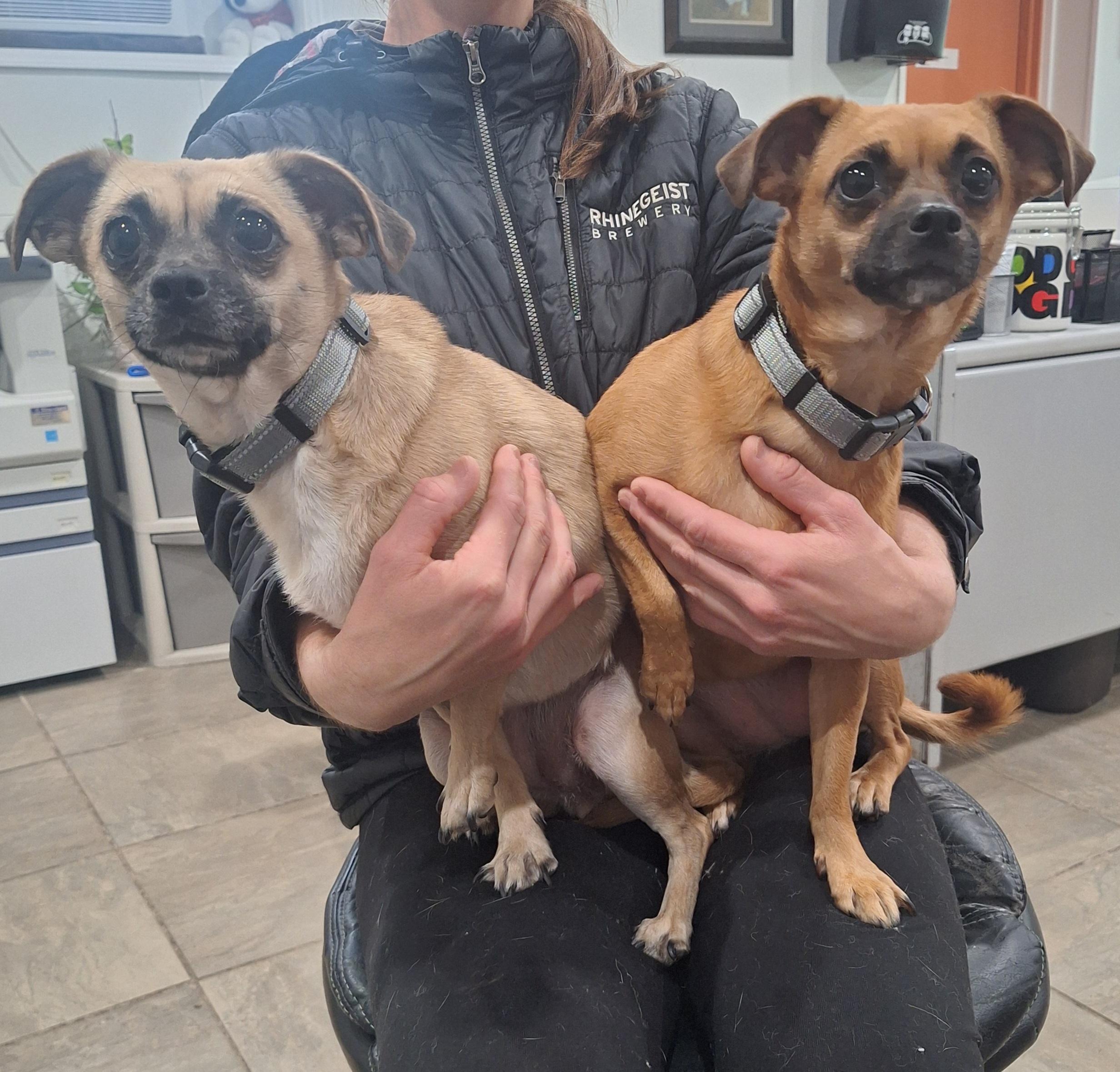 Enlarge Lucy & Ethel, an adoptable Chiweenie in Lexington, KY image 4/5