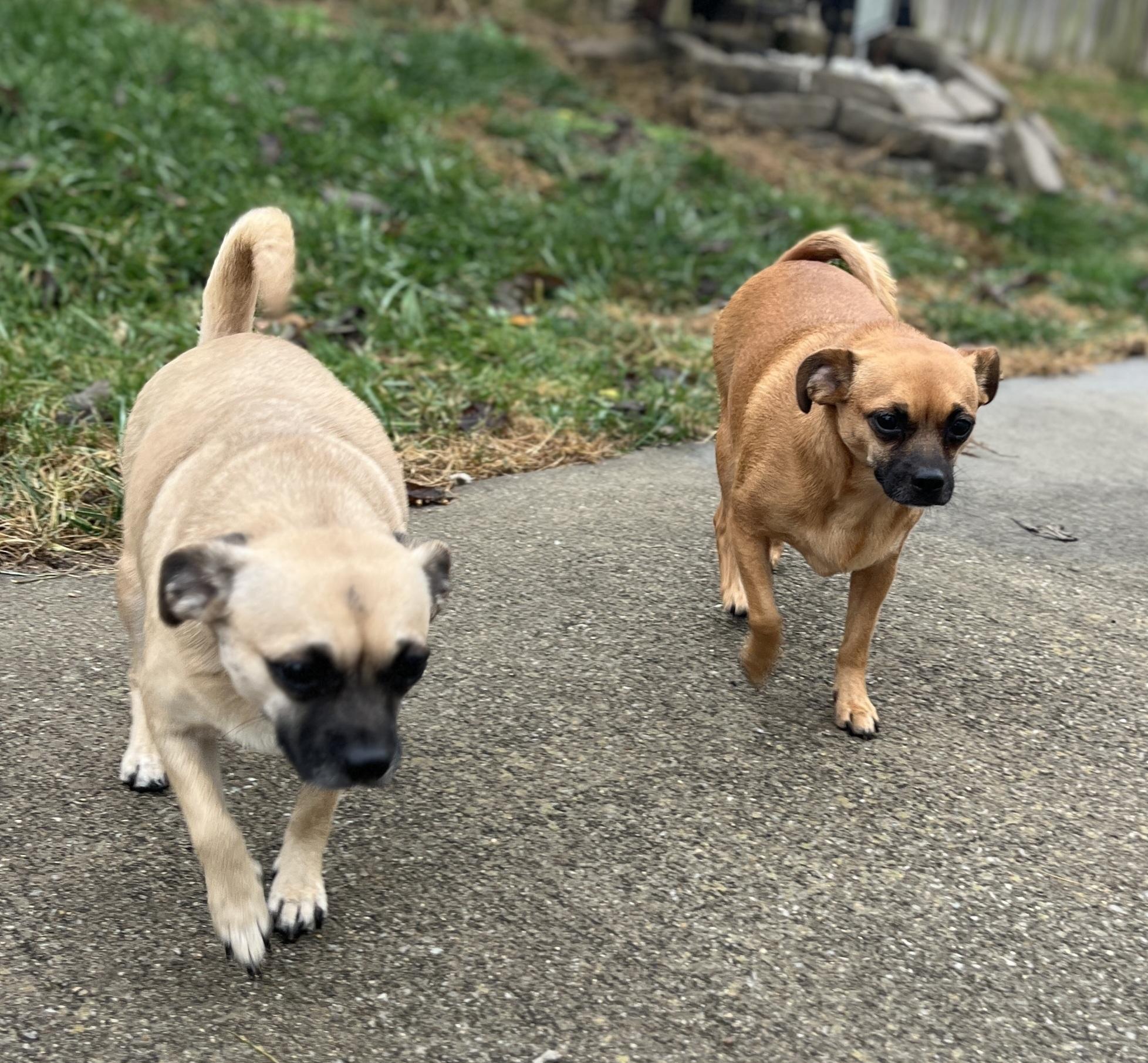 Enlarge Lucy & Ethel, an adoptable Chiweenie in Lexington, KY image 5/5