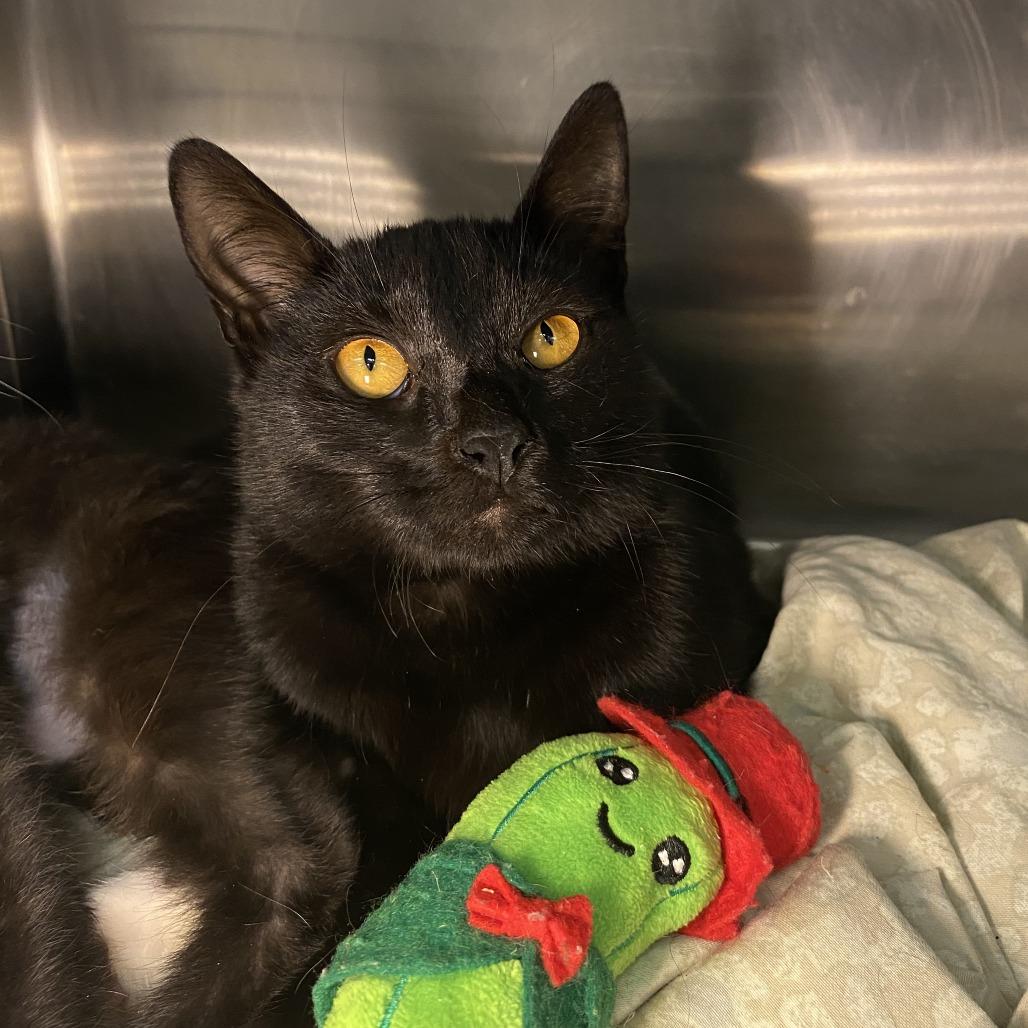 Devil's Food Cake — thumbnail 2