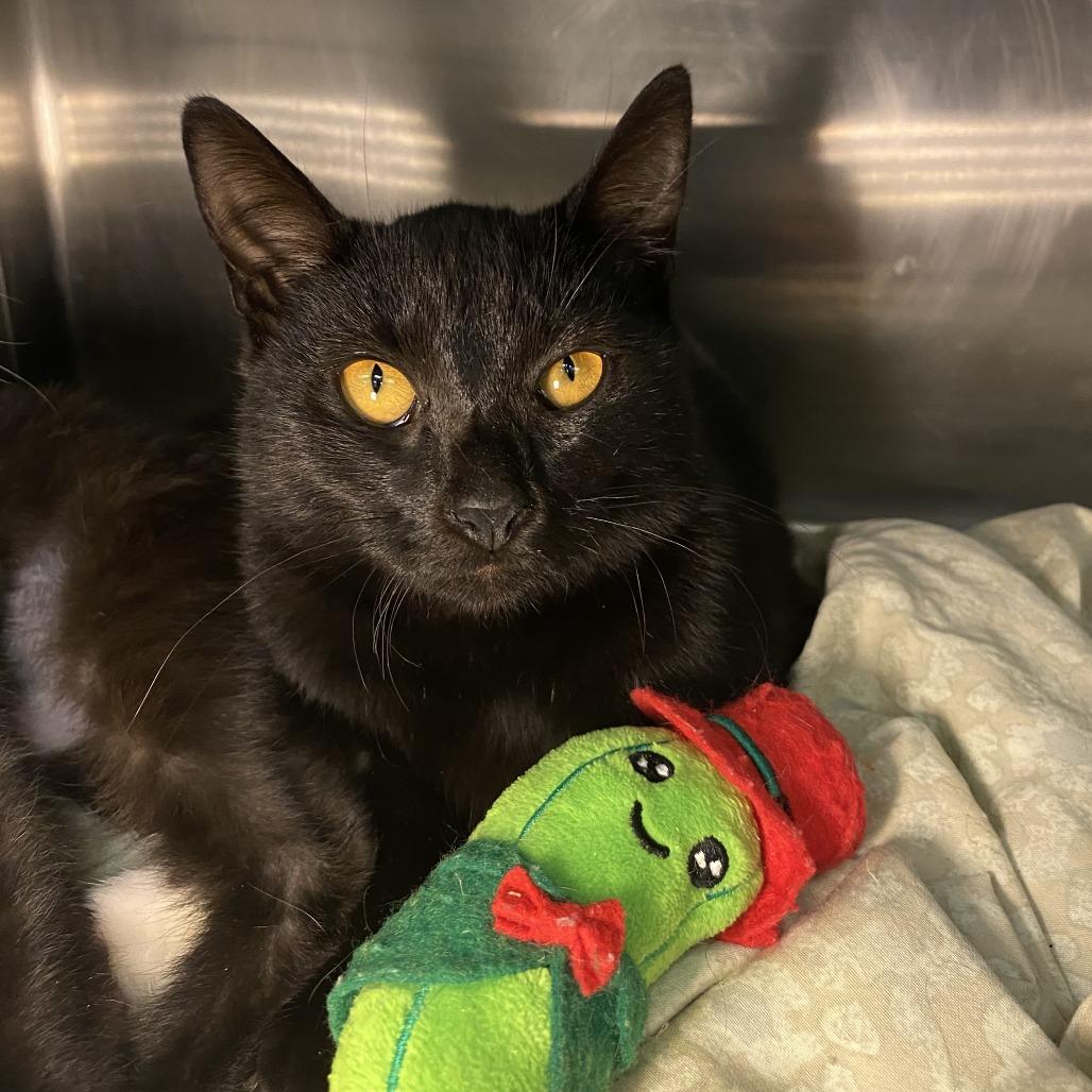 Devil's Food Cake — thumbnail 4