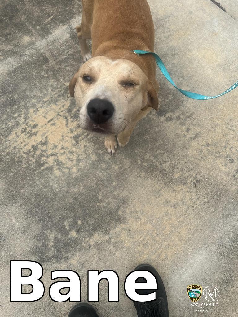 Enlarge Bane, a Adoptable Pit Bull Terrier in Rocky Mount, NC image 1/4