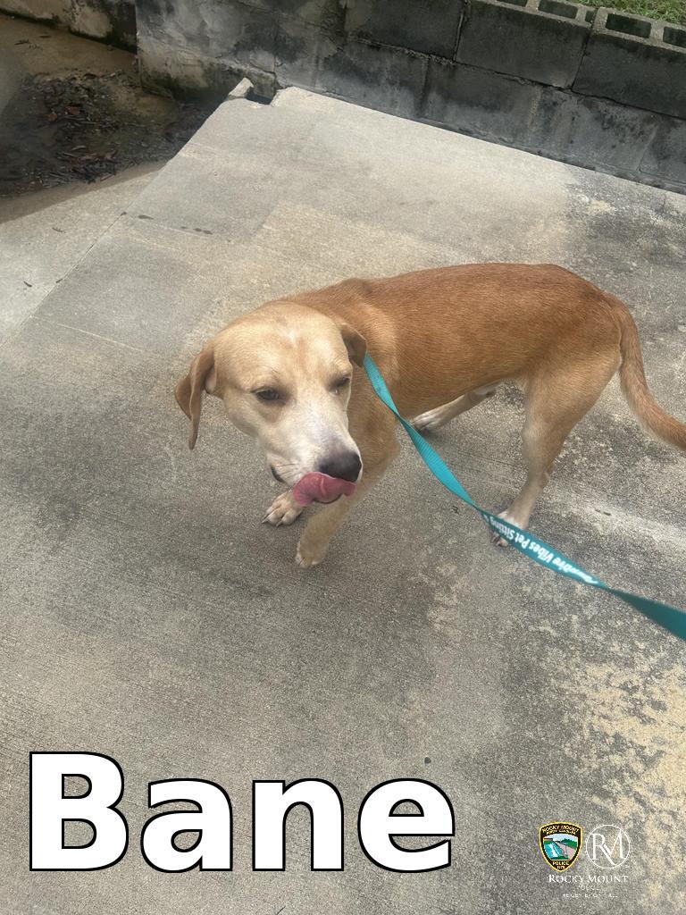 Enlarge Bane, a Adoptable Pit Bull Terrier in Rocky Mount, NC image 2/4
