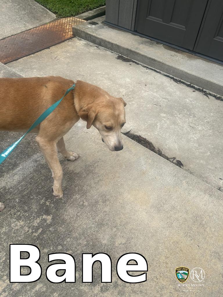 Enlarge Bane, a Adoptable Pit Bull Terrier in Rocky Mount, NC image 3/4