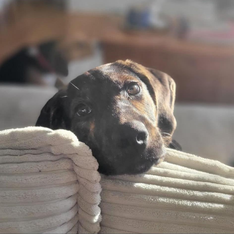 Black Widow thumbnail 2