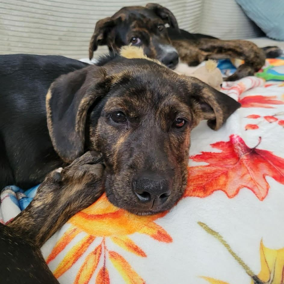 Black Widow thumbnail 3