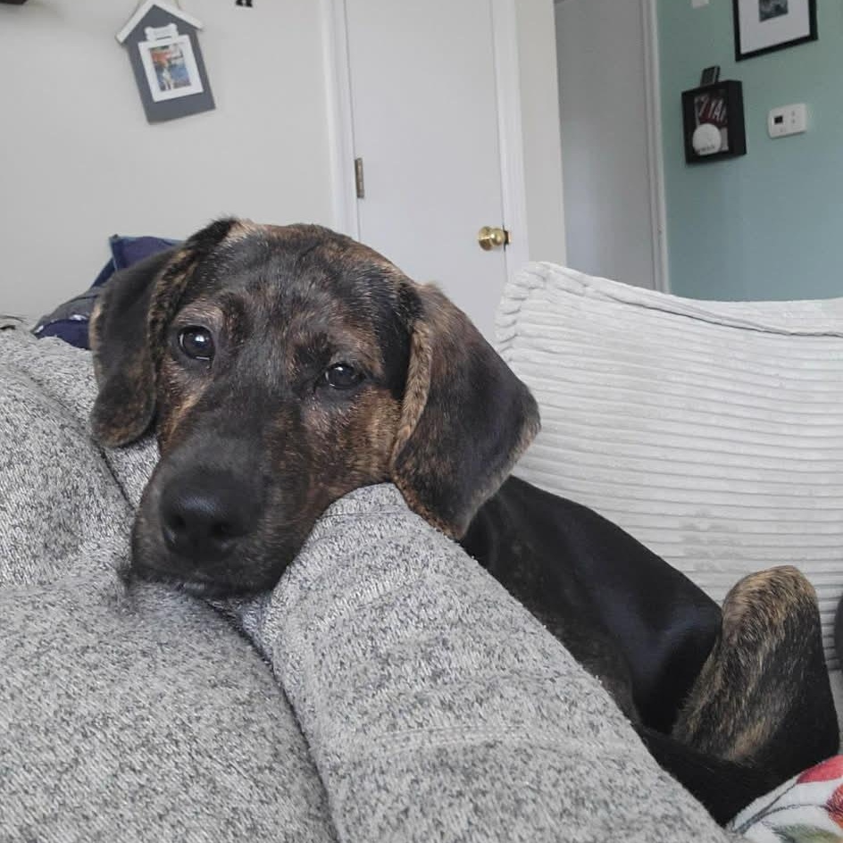 Black Widow thumbnail 4