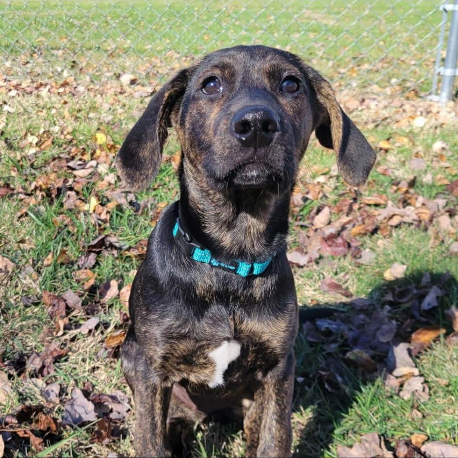 Black Widow thumbnail 5