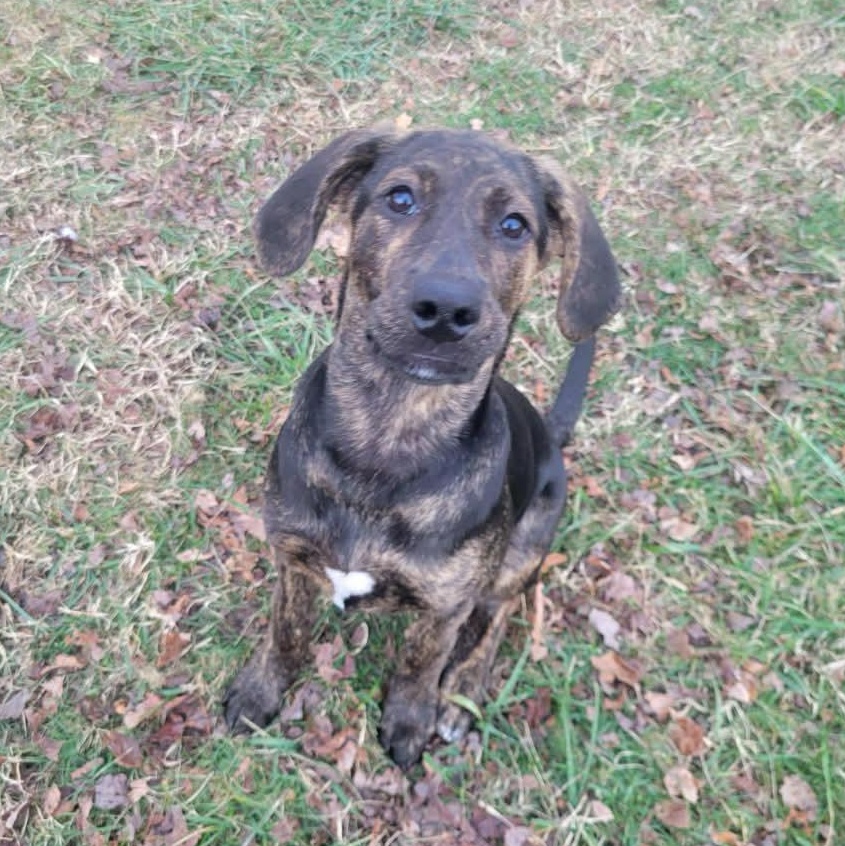 Black Widow thumbnail 6