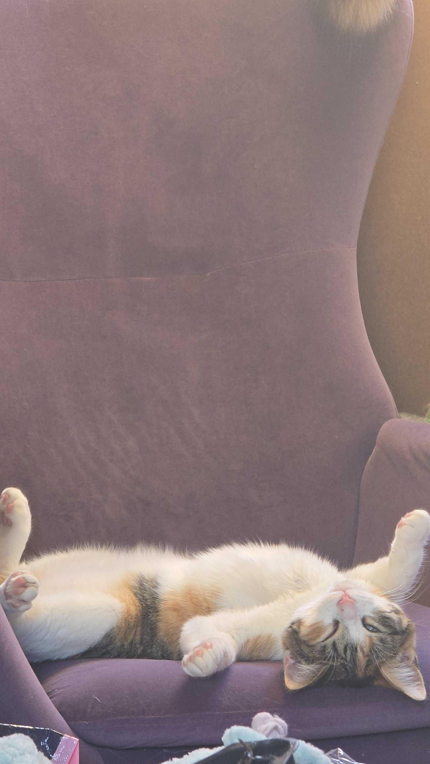 Enlarge Tina, a Adoptable Domestic Short Hair in North Wilkesboro, NC image 1/3