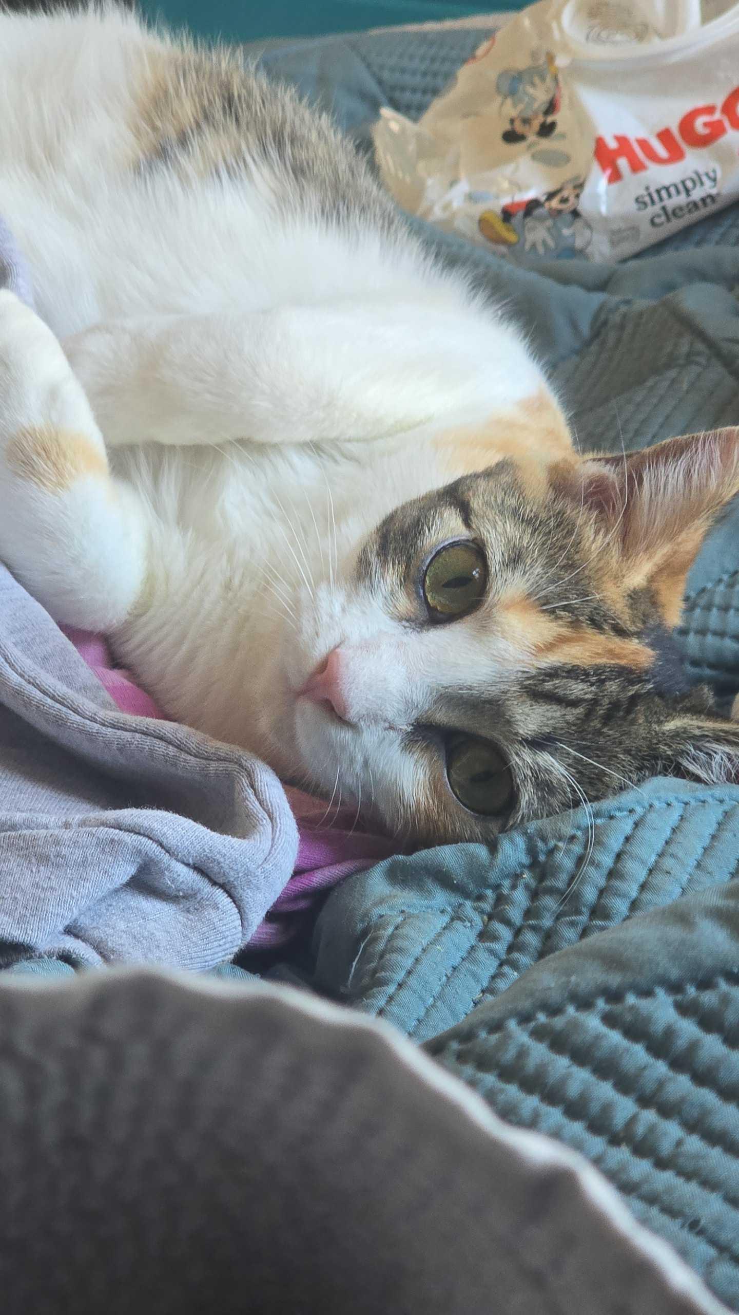 Enlarge Tina, a Adoptable Domestic Short Hair in North Wilkesboro, NC image 2/3