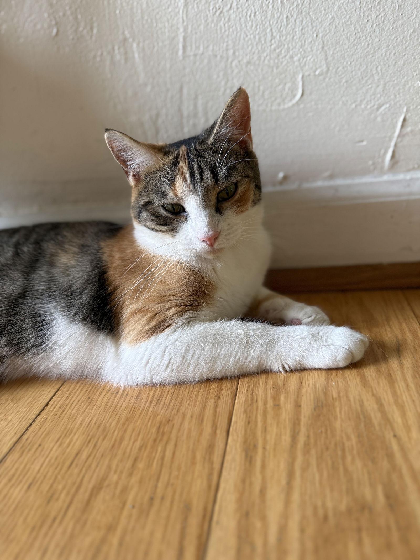 Enlarge Tina, a Adoptable Domestic Short Hair in North Wilkesboro, NC image 3/3