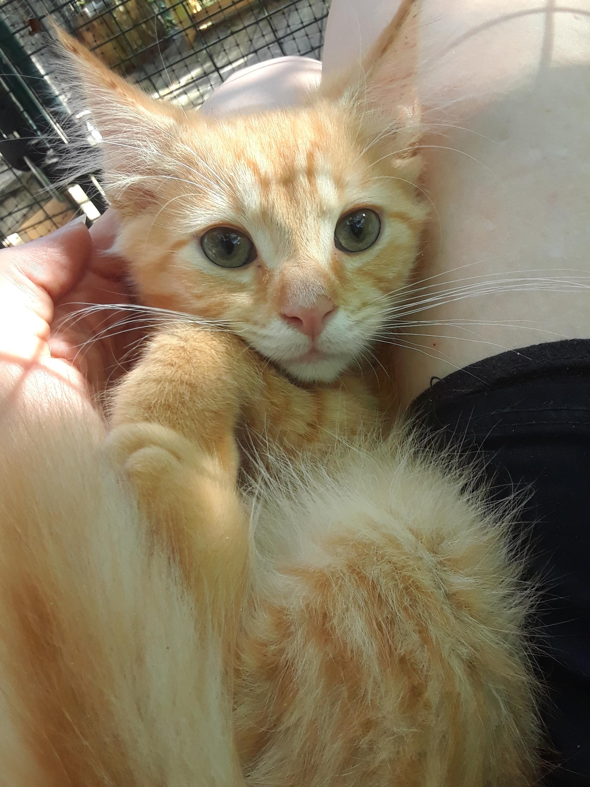 Enlarge Coca-Cola Zero, an adopted Domestic Long Hair in Millerton, PA image 2/6