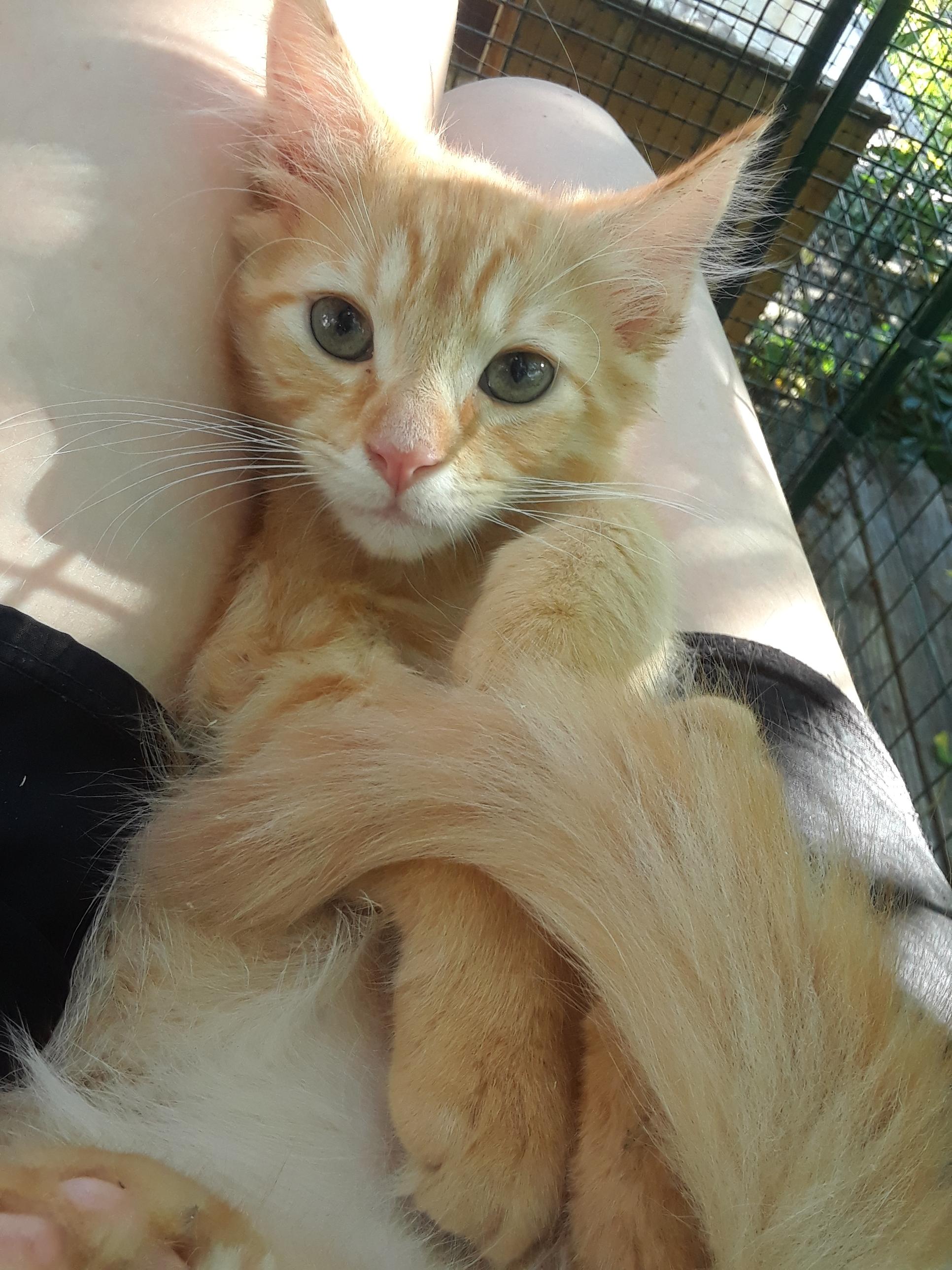 Enlarge Coca-Cola Zero, an adopted Domestic Long Hair in Millerton, PA image 6/6