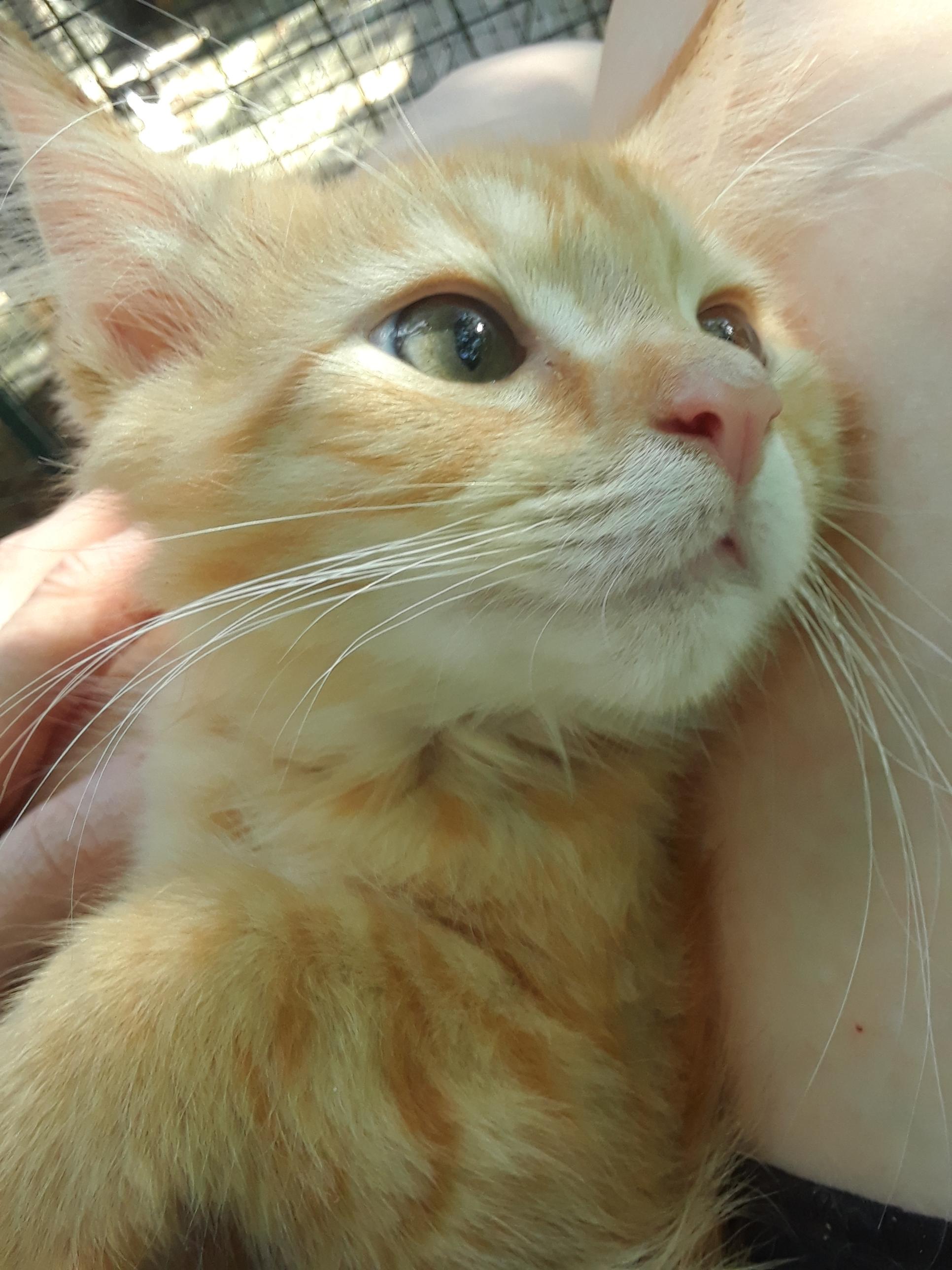 Enlarge Coca-Cola Zero, an adopted Domestic Long Hair in Millerton, PA image 3/6