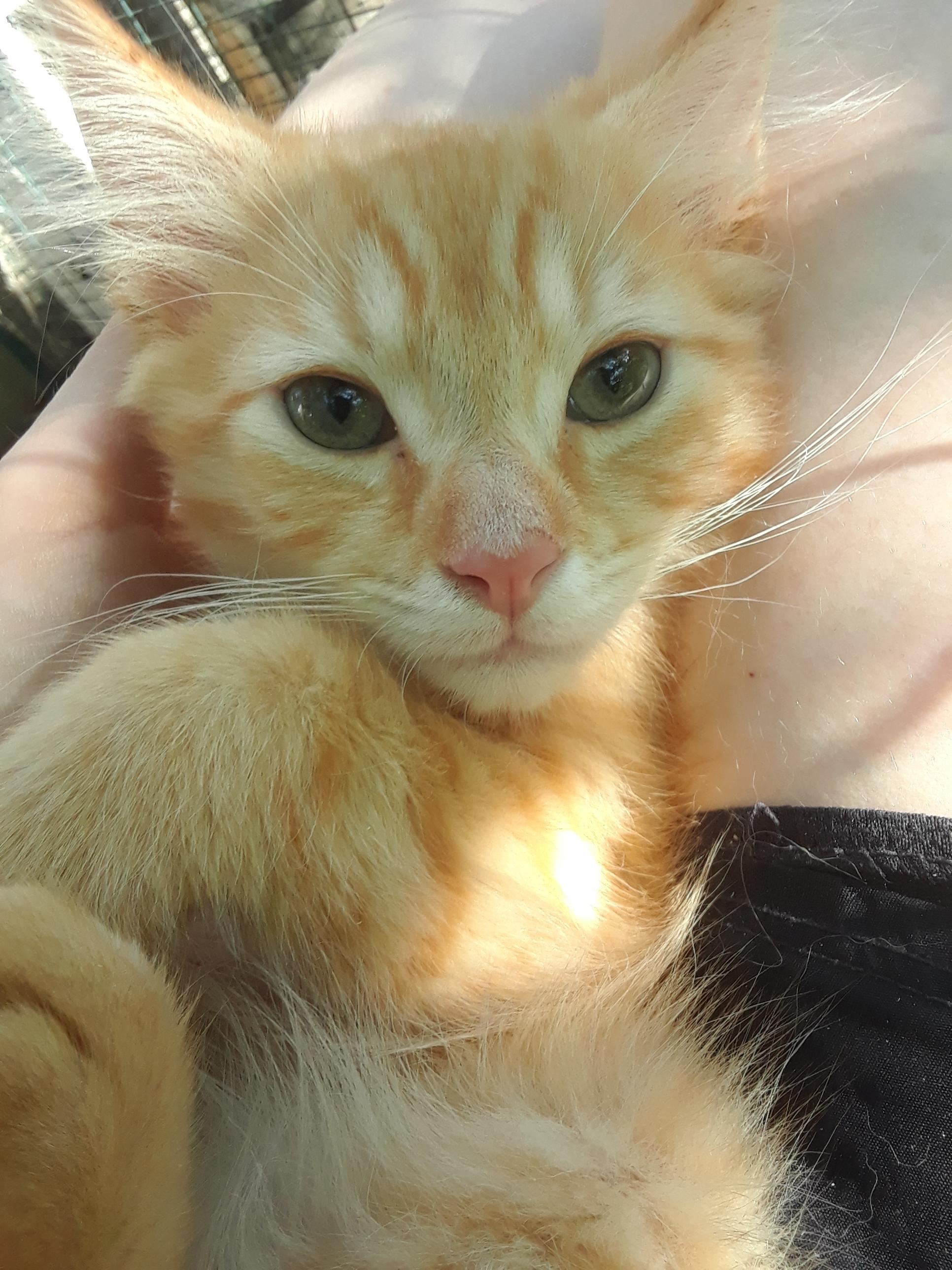 Enlarge Coca-Cola Zero, an adopted Domestic Long Hair in Millerton, PA image 1/6