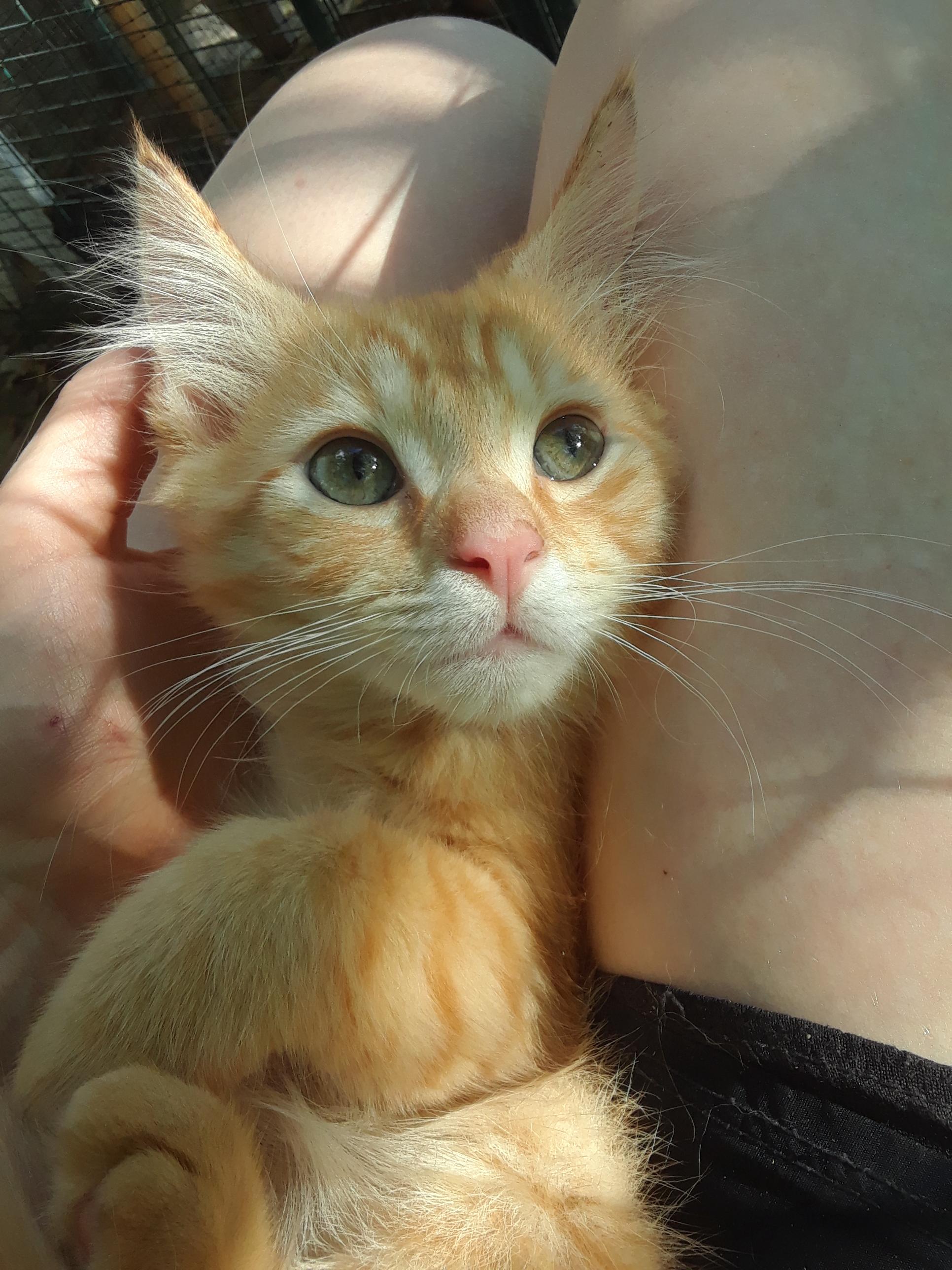 Enlarge Coca-Cola Zero, an adopted Domestic Long Hair in Millerton, PA image 4/6