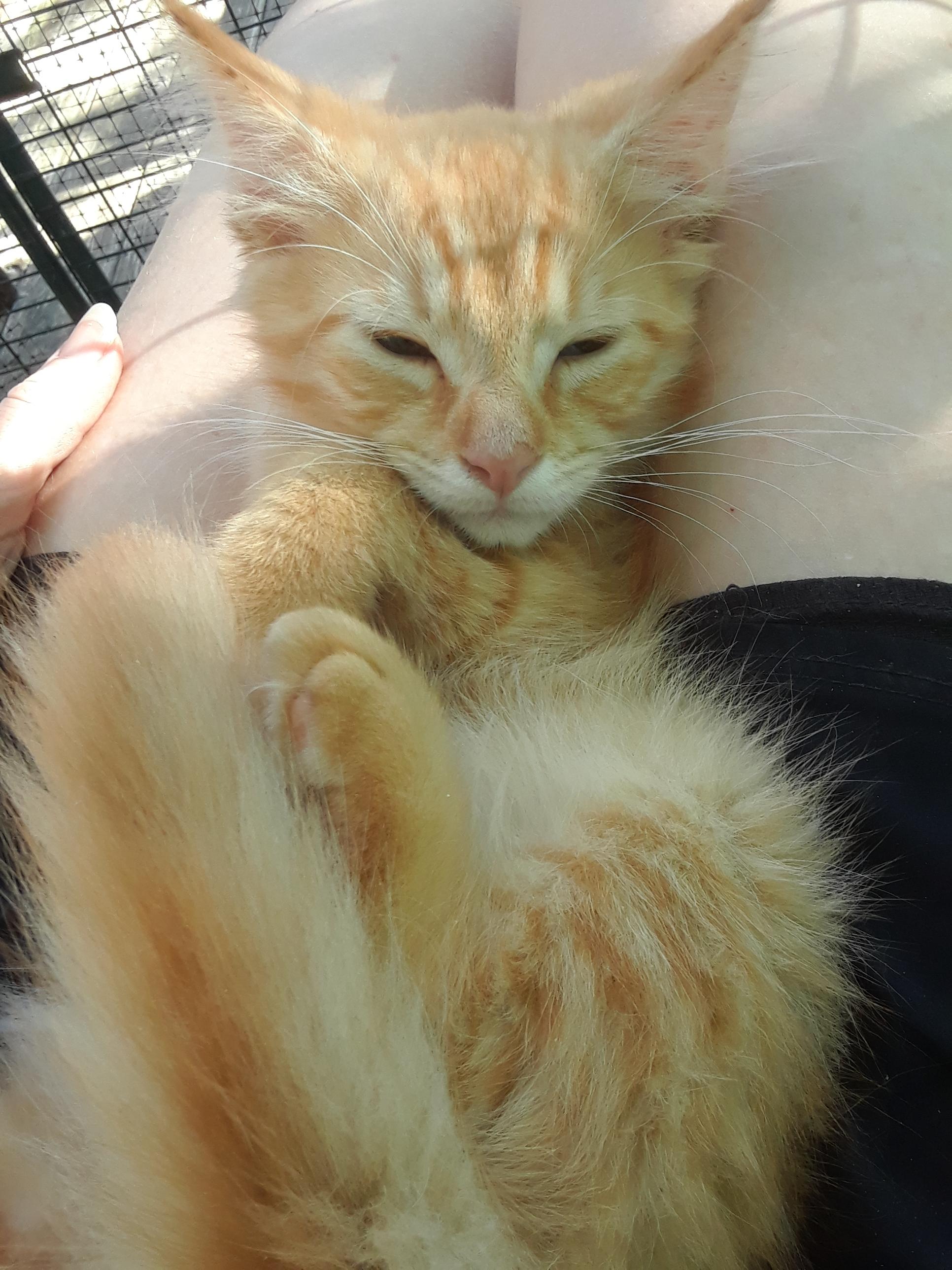 Enlarge Coca-Cola Zero, an adopted Domestic Long Hair in Millerton, PA image 5/6