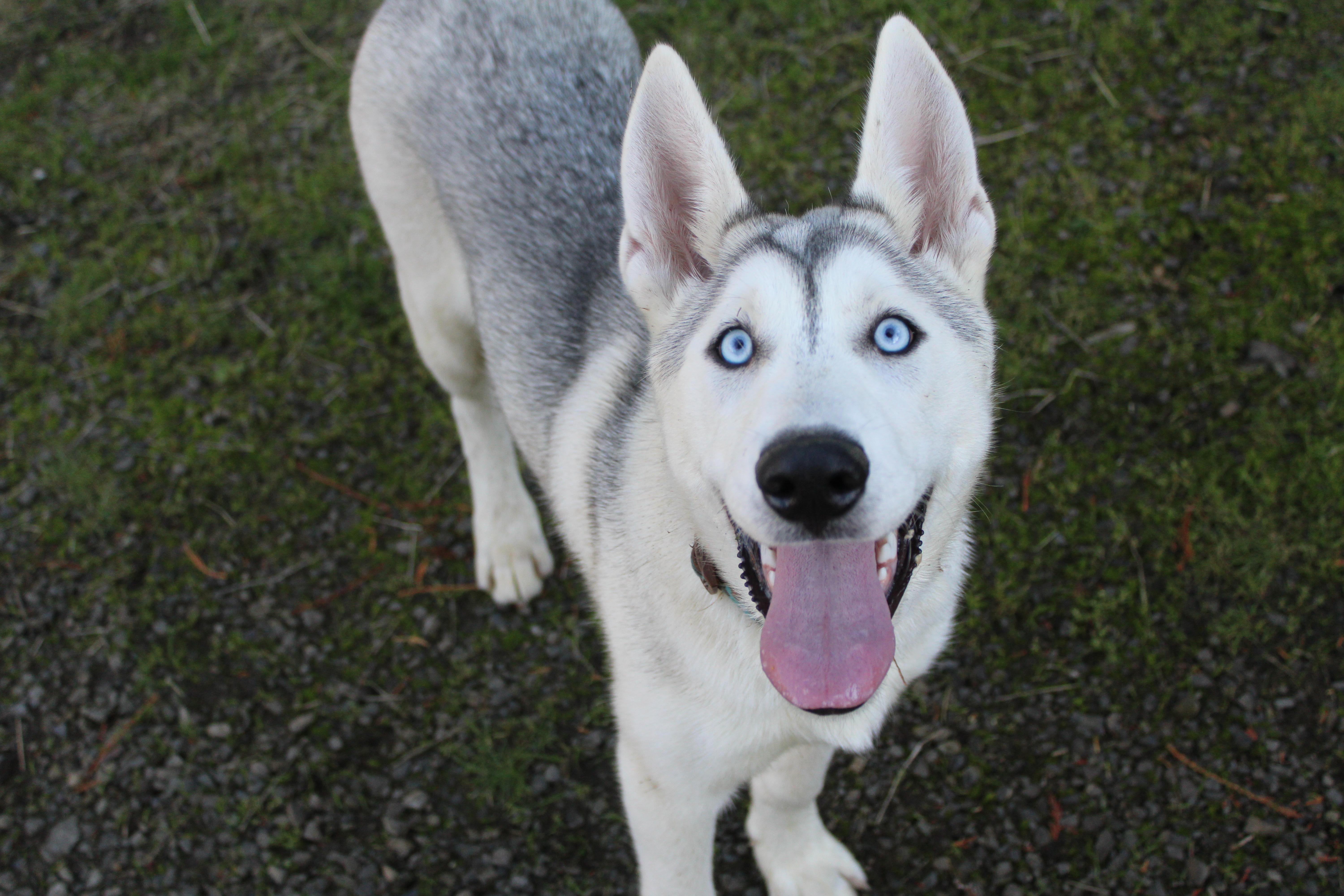 Enlarge Juno, a Adoptable mixed breed in Tillamook, OR image 5/5
