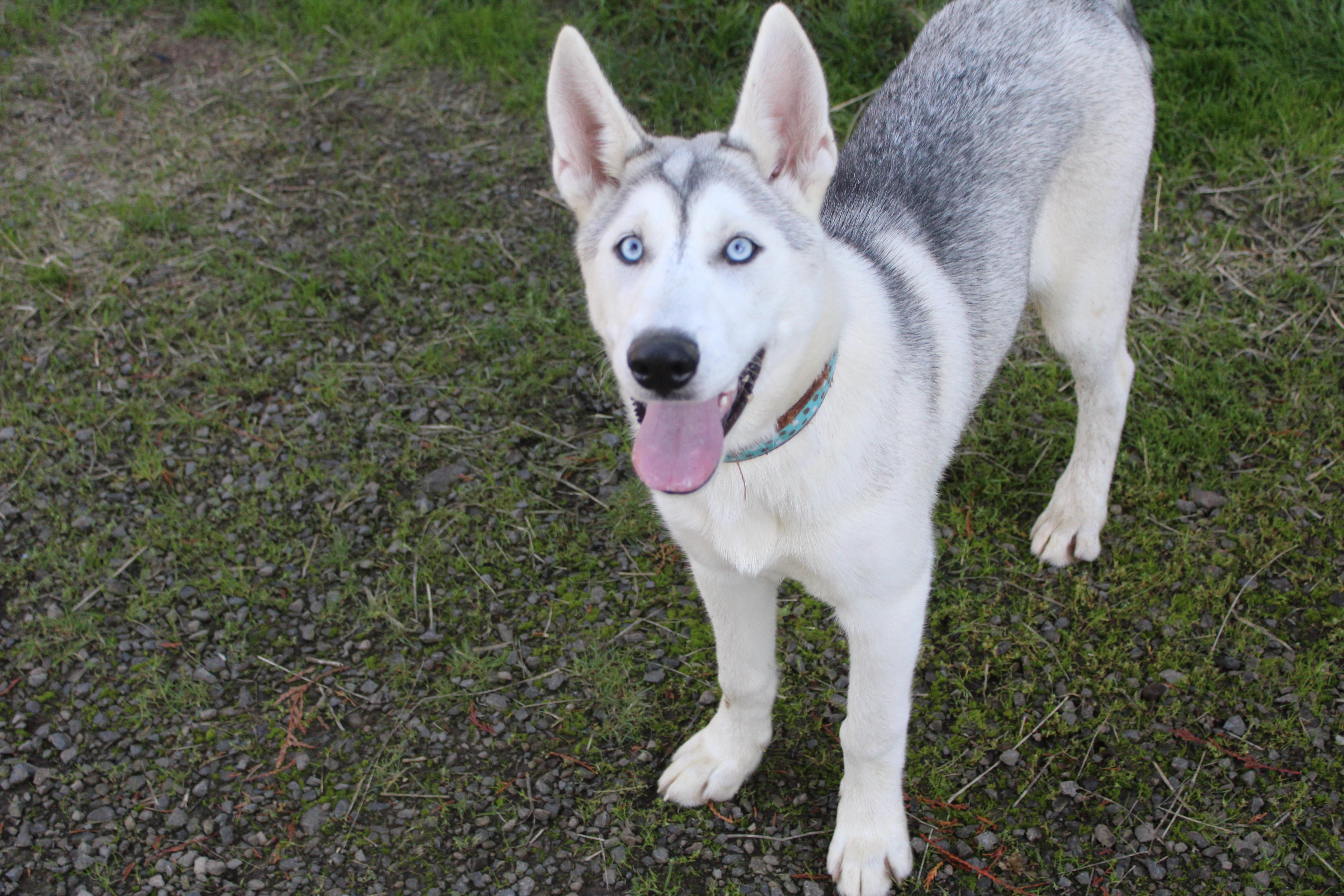 Enlarge Juno, a Adoptable mixed breed in Tillamook, OR image 4/5