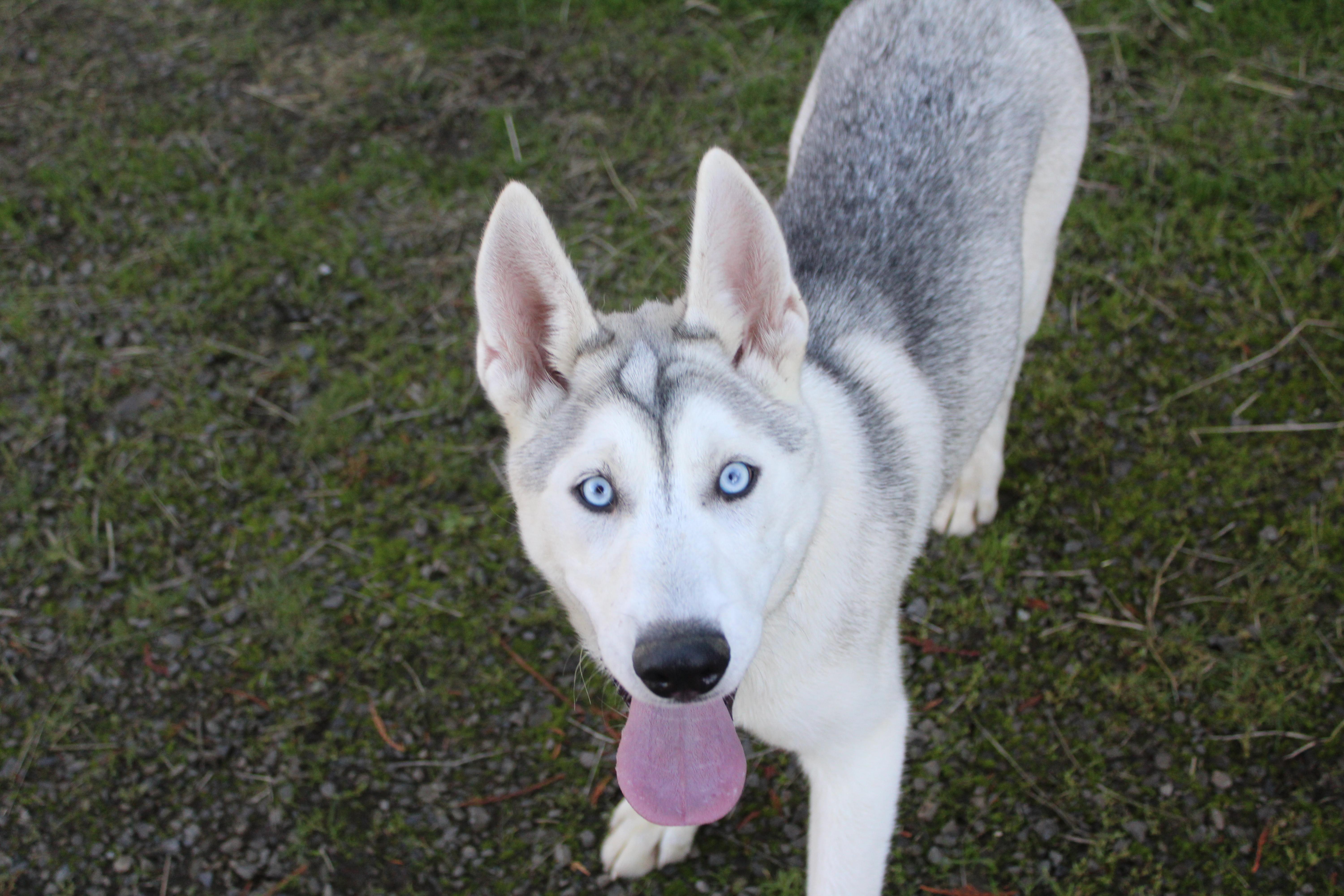 Enlarge Juno, a Adoptable mixed breed in Tillamook, OR image 2/5