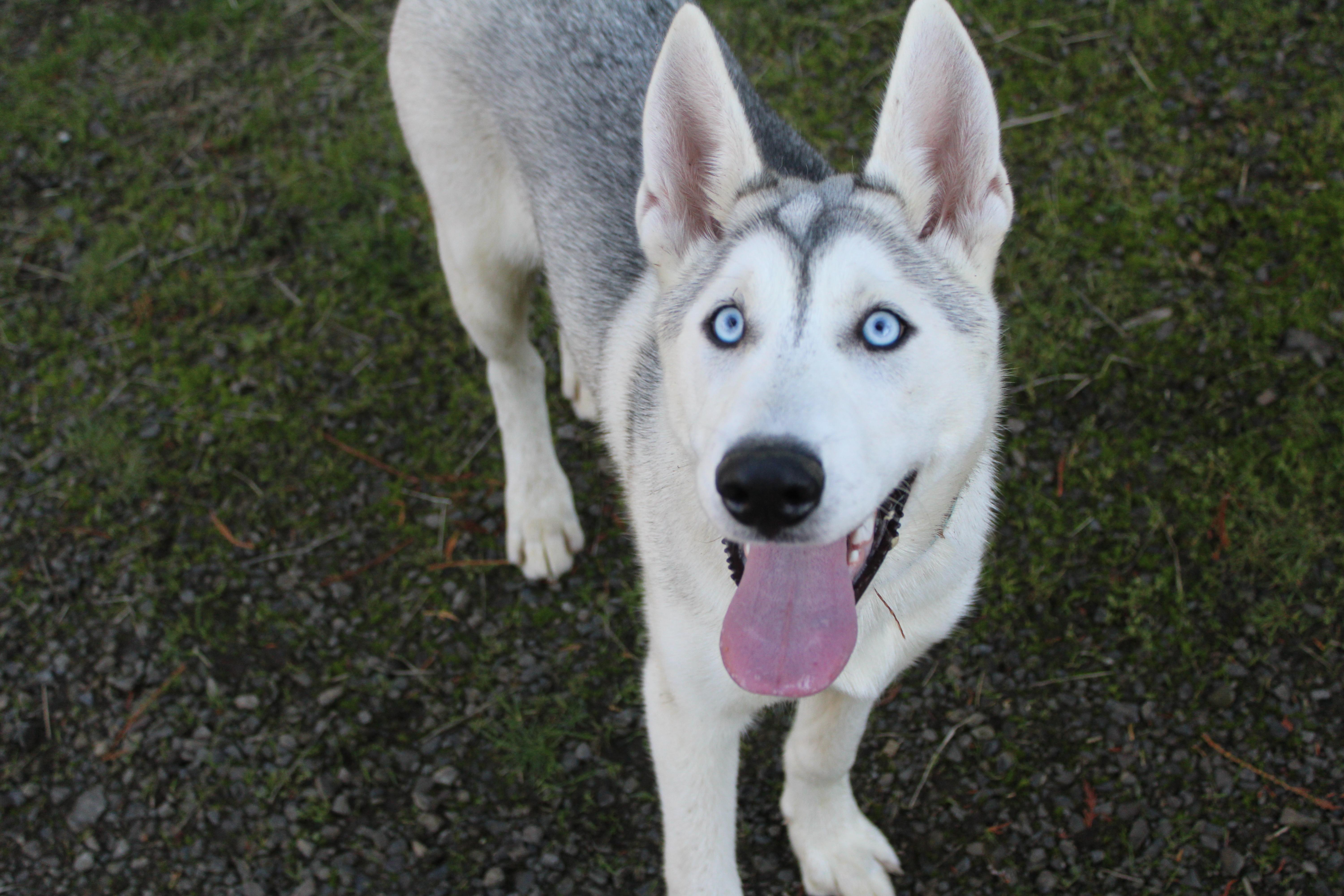 Juno, Adoptable, Young Male Husky & Shepherd.