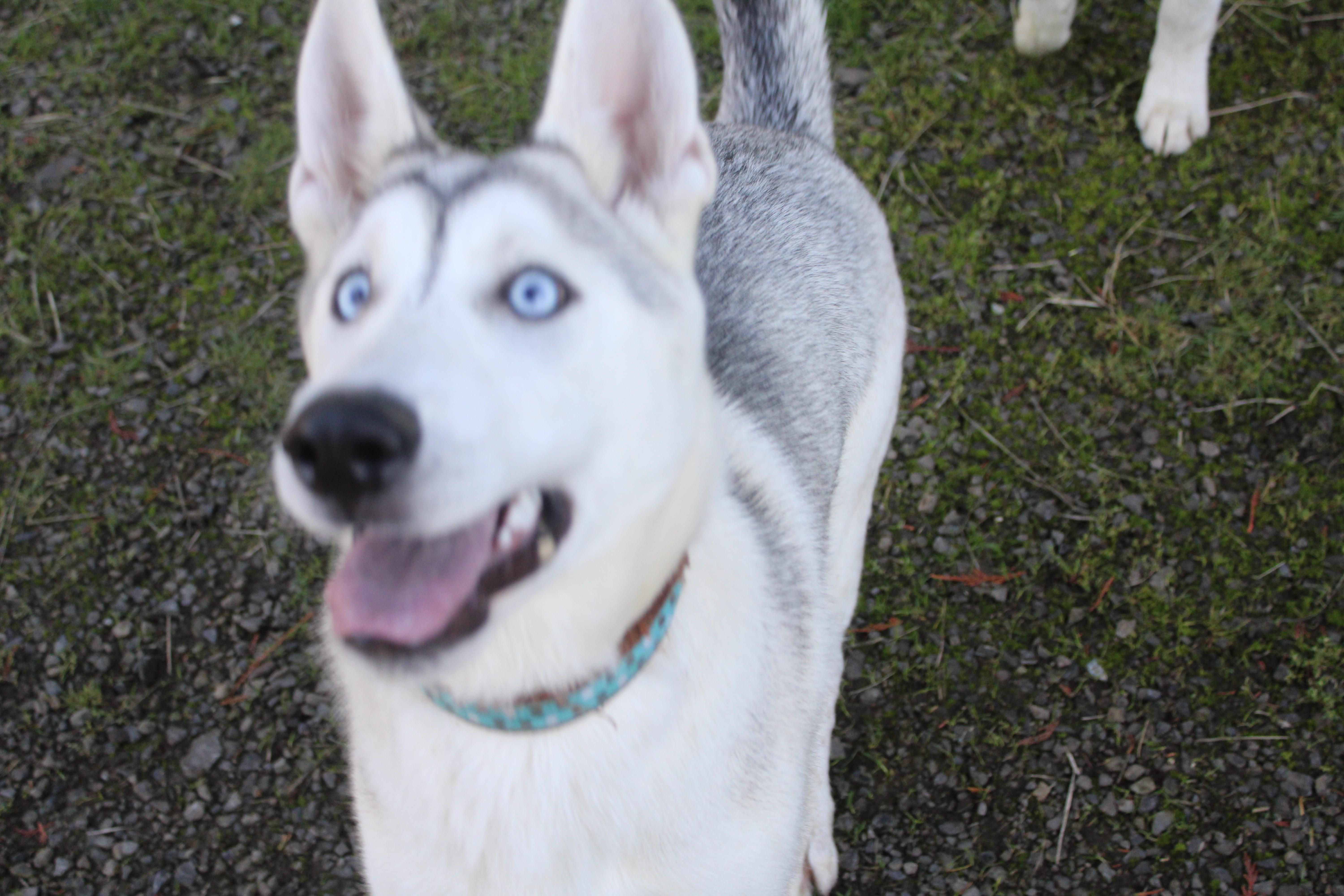 Enlarge Juno, a Adoptable mixed breed in Tillamook, OR image 3/5