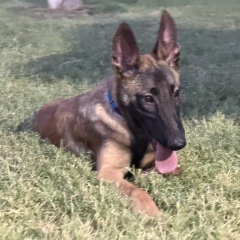 Dale, Adoptable, Young Male Belgian Shepherd / Malinois.