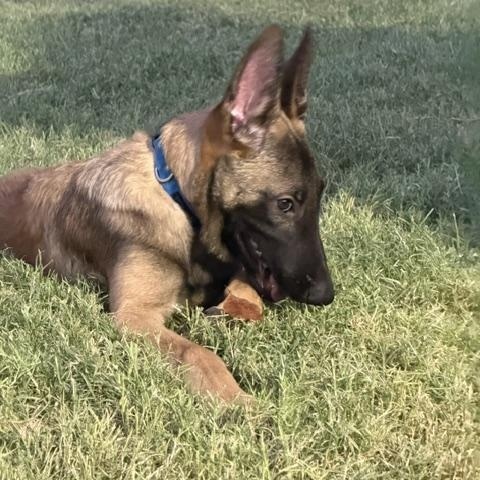 Enlarge Dale, a Adoptable Belgian Shepherd / Malinois in Glendale, AZ image 2/5