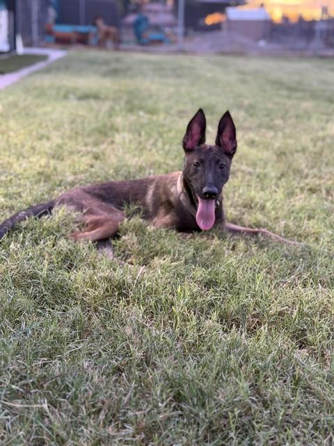Enlarge Dale, a Adoptable Belgian Shepherd / Malinois in Glendale, AZ image 3/5
